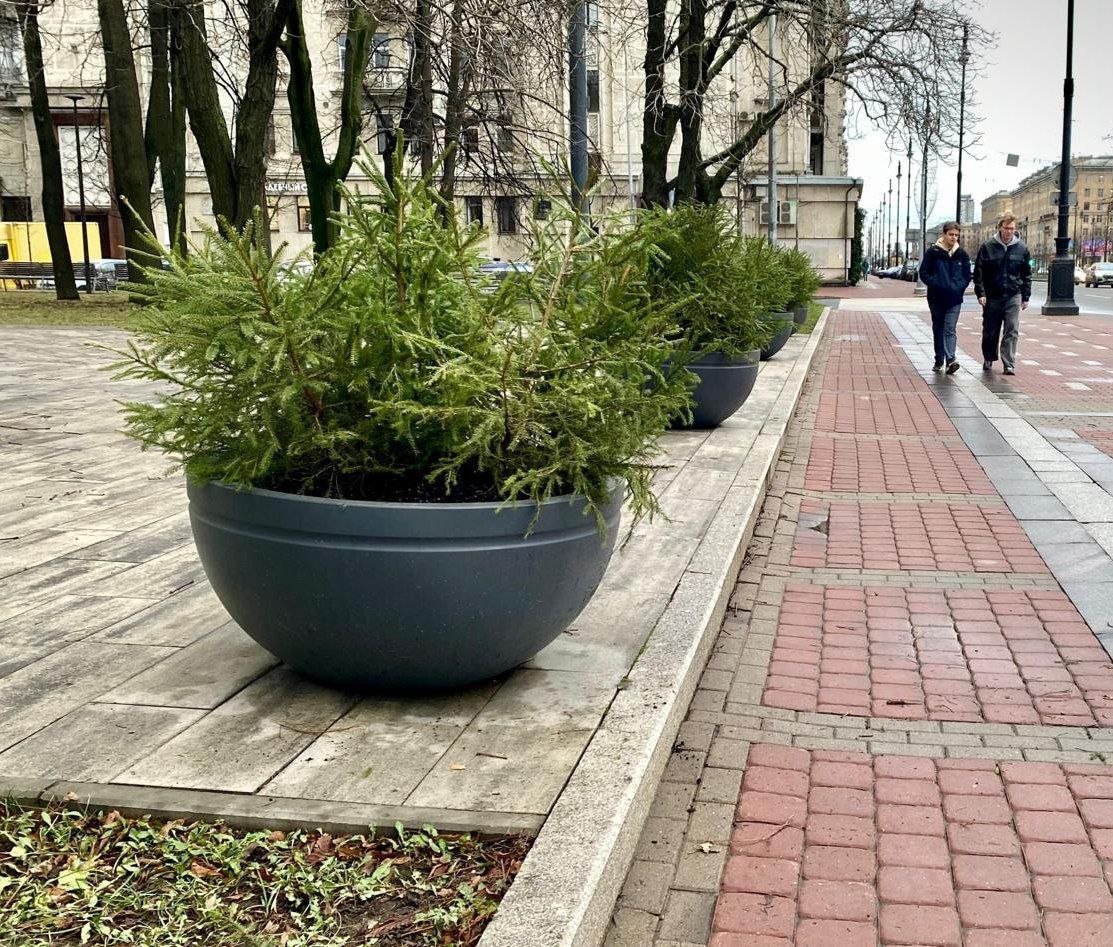 Улицы Петербурга в преддверии Нового года начали украшать хвойными композициями - их размещают в вазонах вдоль проспектов, на площадях и в садах.   Для примера, в Московском районе разместят более 1800 маленьких ёлочек. Первые хвойные уже украсили площадь Победы, сквер Евгения Зиничева, Рощинский сад и Московский проспект.  Ёлочки простоят в вазонах до весны - после потепления садовники заменят их на цветы     Московский 24