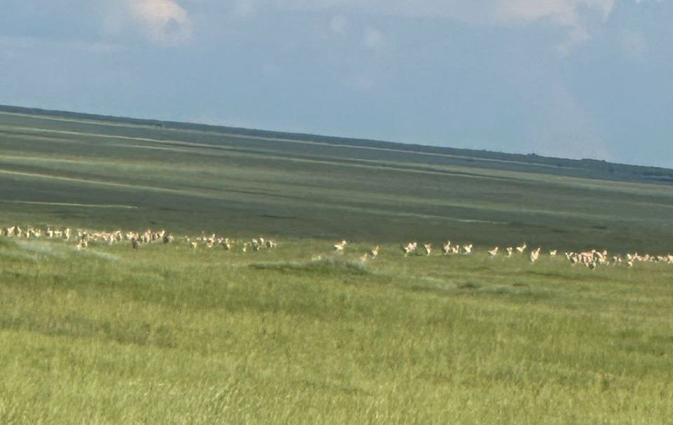 Минприроды Забайкалья по итогам восьмилетнего исследования установлено что дзерены не являются переносчиками ящура Такие выводы сделали специалисты единственной в стране имеющей международный статус Региональной референтной лаборатории МЭР по ящуру Исследования проводились в течение восьми лет которые инициировали Даурский заповедник и Россельхознадзор с привлечением ВНИИ защиты животных в городе Владимире Исследования дзеренов на наличие антител к ящуру начались в Читинской области в 2001 году когда впервые были обнаружены антитела у дзеренов к ящуру Десятки тысяч дзеренов прошедших в Монголии через мощный очаг ящура в котором погибли сотни тысяч голов скота не принесли ящур на территорию России и не заразили ни одной головы сельскохозяйственных животных За восемь лет взято 160 проб у дзеренов мигрантов из которых ни одна не показала положительный результат на вирусоносительство сообщили в отделе охраны окружающей среды регионального Минприроды Напомним в Забайкальском крае к 2025 году насчитывается около 10 15 тысяч оседлых дзеренов сосредоточенных в Даурском заповеднике в заказнике федерального значения Долина дзерена в Сохондинском заповеднике региональном заказнике Агинская степь Минприроды оос