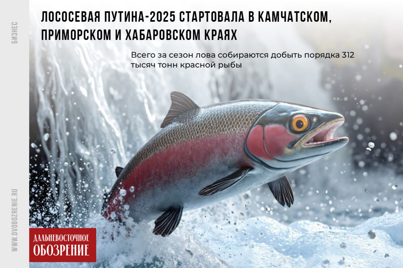 Лососевая путина-2025 стартовала в Камчатском, Приморском и Хабаровском краях  На Дальнем Востоке стартовала лососевая путина 2025. К промышленному вылову красной рыбы приступили 20 мая в Приморье и 30 мая в Хабаровском крае. На Камчатке добыча началась 1 июня. Именно здесь по традиции планируют добыть большую часть красной рыбы, сообщает «Дальневосточное обозрение».  Как сообщает объединенная пресс-служба Росрыболовства, в 2025 году, по оценкам ученых, ожидается вылов порядка 312 тысяч тонн тихоокеанских лососей. Свыше половины из них приходится на Камчатский край, а именно — 199,25 тысяч тонн.  Между остальными регионами объемы распределились следующим образом: Сахалинская область — 62,19 тысячи тонн; Хабаровский край — 36,38 тысячи тонн; Магаданская область — 9,84 тысячи тонн; Приморский край — 2,71 тысячи тонн; Чукотский автономный округ — 1,32 тысячи тонн.  Лососевая путина 2025 на Дальнем Востоке завершится осенью. Последними забрасывать сети будут рыбаки на Южных Курильских островах. Здесь добыча продлится до 30 ноября.    ДВ-Обозрение   Другие новости