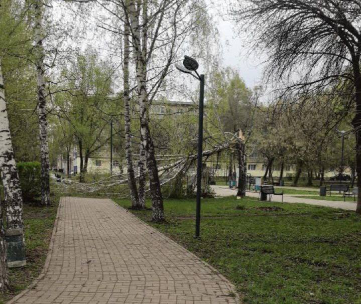 Упавшее из-за шторма дерево убило мужчину в Татарстане Трагедия произошла сегодня в Бугульме. Дерево рухнуло из-за штормового ветра прямо на пожилого мужчину. Он умер до приезда скорой Будьте очень осторожны!