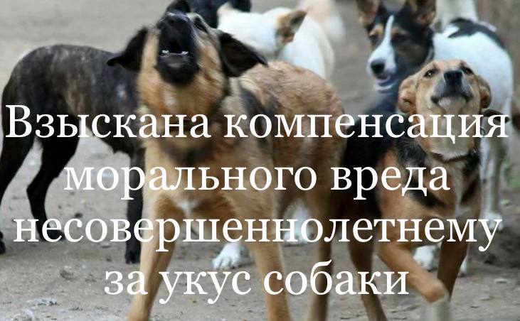 В Калмыкии суд удовлетворил иск прокуратуры Яшалтинского района о возмещении несовершеннолетнему морального вреда.  Прокуратура Яшалтинского района по обращению местного жителя провела проверку исполнения законодательства об ответственном обращении с животными. Установлено, что 11.07.2024 несовершеннолетний сын заявителя подвергся нападению безнадзорной собаки, в результате чего ему причинены телесные повреждения. В целях компенсации морального вреда прокуратурой района направлено в суд исковое заявление о взыскании с Управления ветеринарии Республики Калмыкия компенсации морального вреда в пользу пострадавшего. Суд требования прокурора удовлетворил, с ответчика взыскано в счет компенсации морального вреда 10 тыс. рублей. Решение суда в законную силу не вступило. Исполнение судебного решения на контроле прокуратуры района.  Фото: kalmprok - Прокуратура Республики Калмыкия  Быть в курсе   Прислать новость