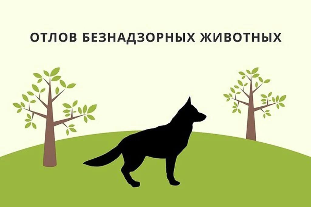 Отловлено 10 безнадзорных собак Подрядной организацией комитета городского хозяйства администрации краевого центра в минувшие сутки отловлено 10 безнадзорных собак по следующим адресам улицы Пригородная 6 Рахова 39 а 9 й микрорайон 1 2 11 улица Каларская 30 3 й микрорайон 7 Работа по отлову продолжается