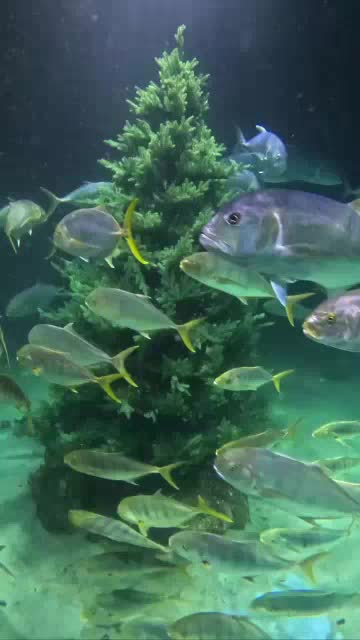 В Москвариуме установили новогоднюю ёлку для обитателей аквариума