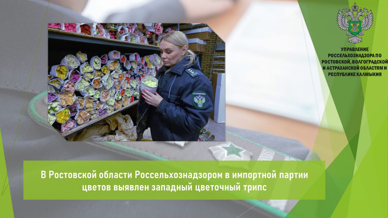 Управлением Россельхознадзора в рамках контроля поступивших на склад временного хранения Ростовской области срезов цветов в ассортименте хризантема в количестве 8,2 тыс. шт. выявлен карантинный объект — западный цветочный трипс. Происхождение цветов — Нидерланды. Должностными лицами ведомства отобраны образцы от подкарантинной продукции. В ходе проведения экспертизы в цветах выявлен западный цветочный трипс. По результатам экспертизы выдан акт карантинного фитосанитарного контроля надзора о запрете выпуска цветов. Собственнику представителю груза зараженной продукции предложено по его выбору произвести обеззараживание, уничтожение или возврат цветов. Всего с начала года на территорию Ростовской области поступило более 1,2 млн шт. срезов цветов в ассортименте. Открыть полный текст #Карантин_растений #Карантинный_фитосанитарный_контроль