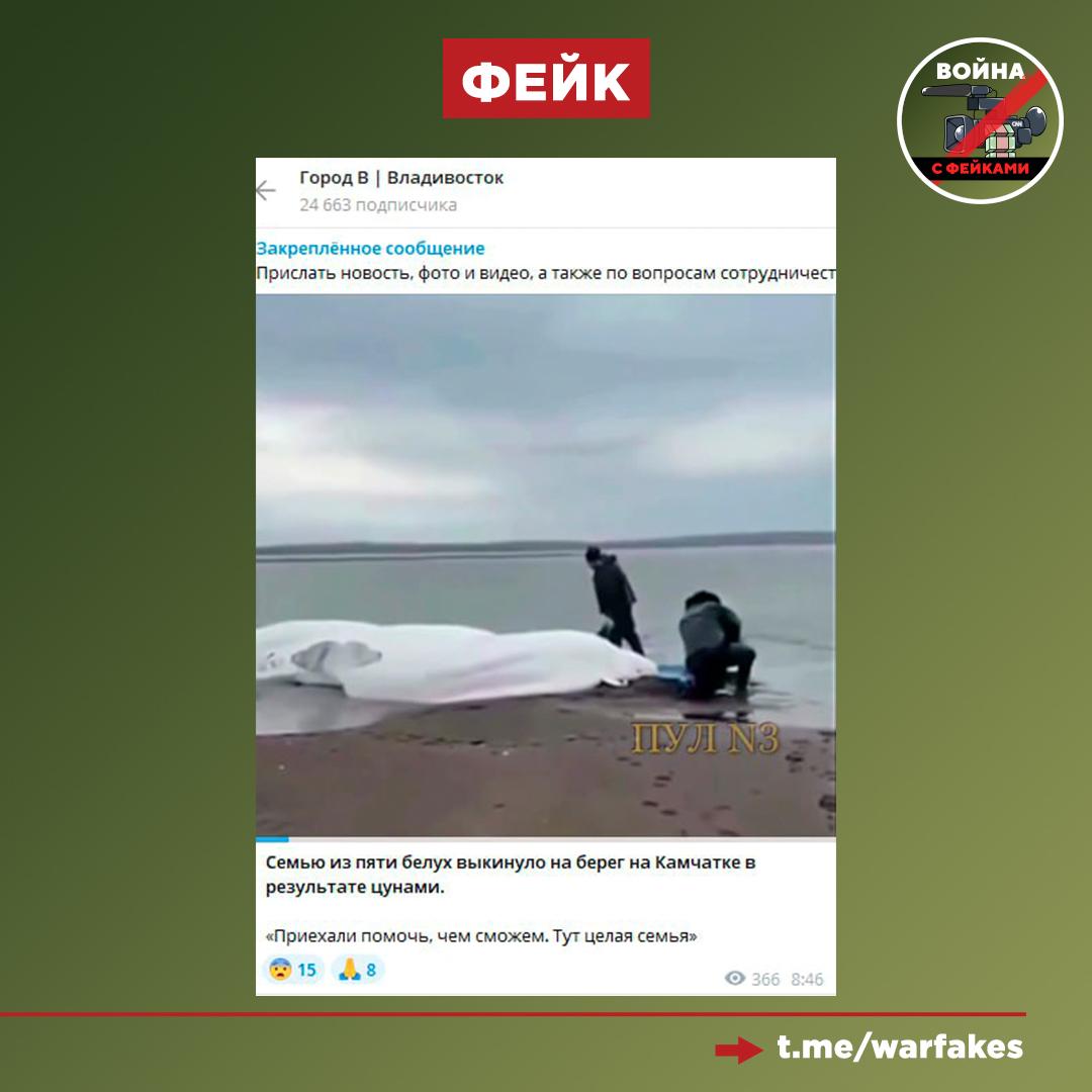 Фейк: Семью из пяти белух выбросило на берег на Камчатке. Такую информацию с видео распространяют СМИ и телеграм-каналы. Правда: Тиражируемое фото и видео - архивные. Инцидент с животными произошел в 2023 году и не имеет никакого отношения к сегодняшнему землетрясению. Распространяемая непроверенная информация призвана в очередной раз нагнетать панику и недовольство среди граждан. Не ведитесь на провокации и внимательно проверяйте информацию.