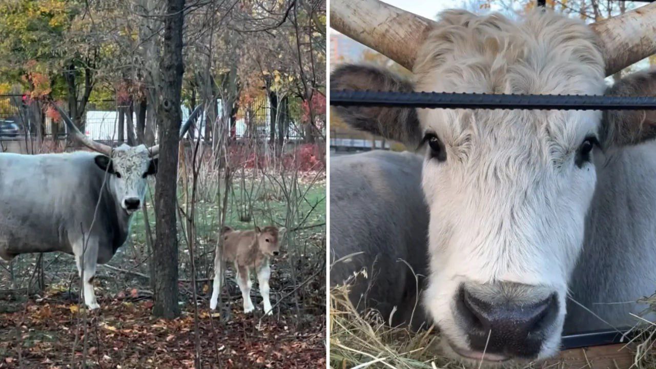 В зоопарке Кишинева родились венгерский степной теленок сурикат и кенгуру В Кишиневском зоопарке радостное пополнение у венгерских степных быков родился теленок Это редкая порода занесена в список охраняемых видов Сотрудники зоопарка отмечают что малыш чувствует себя прекрасно он активный и любознательный newsmd24
