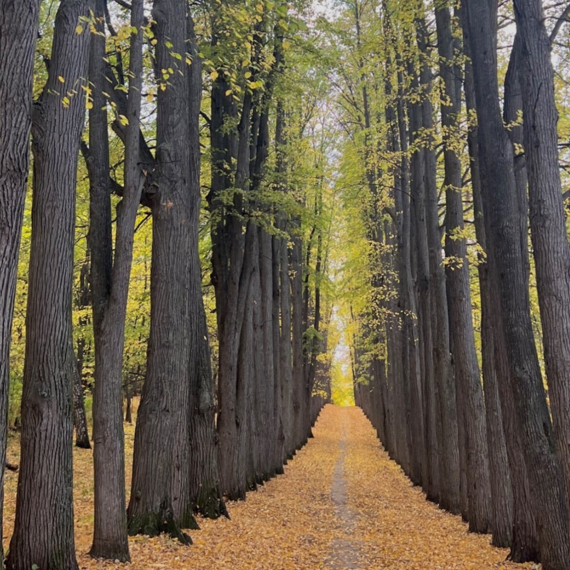 Апелляционный суд отложил рассмотрение дела о статусе парка усадьбы Нарышкиных Паулуччи Суд объявил перерыв и потребовал личного участия эксперта подготовившего заключение о незаконности присвоения парку статуса объекта культурного наследия Комитет по охране объектов культурного наследия настаивает что экспертиза содержит ошибки и не может быть использована как доказательство Эксперту направят вопросы на которые ему предстоит ответить в судебном заседании   entermedia io news sud otlozhil reshenie po delu o statuse parka usadby naryshkinyh pauluchchi
