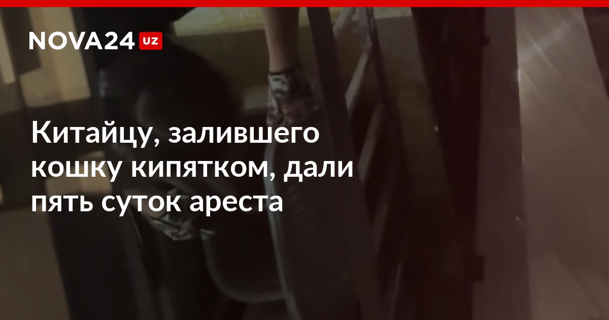 Китайцу залившего кошку кипятком дали пять суток ареста Общества защиты животных Mehr va Oqibat будет добиваться депортации гражданина nova24 uz 303029 NOVA24 LIVE