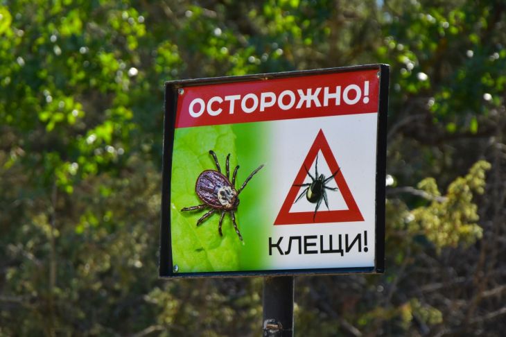 В Крыму зарегистрировано уже 8 случаев заболевания иксодовым клещевым боррелиозом болезнь Лайма после укусов клещей, сообщили в Роспотребнадзоре Крыма. «С начала года и по состоянию на 12 мая результаты исследования клещей на вирусоформность заражённость клещей, - ред. , снятых с людей, свидетельствуют об инфицированности их вирусом иксодового клещевого боррелиоза в 7,3% случаев, гранулоцитарным анаплазмозом - 1,9%, моноцитарным эрлихиозом - 1,2%», - рассказали в ведомстве. При этом в сравнении с прошлым годом, люди стали реже обращаться в больницы полуострова по поводу присасывания клещей. Наиболее высокий процент укушенных клещами людей отмечается при посещении лесных массивов, парковых зон и территорий с густо-посаженной растительностью.