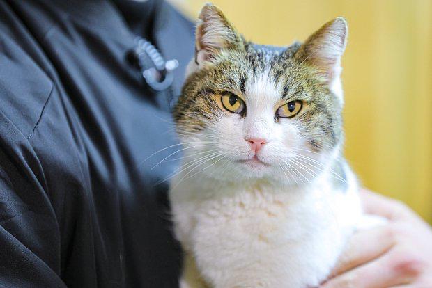 Стала известна судьба кошки которую сбросили с Ласточкиного гнезда В феврале 2025 го один из посетителей замка сбросил местную кошку по кличке Муся с обрыва Кошка упала с 40 метровой высоты пробыла на скалах без еды и воды два дня но смогла выжить В итоге Мусю спасли сотрудники МЧС А приютила хвостатую ветеринар из Ялты По ее словам кошка полностью оправилась от пережитых потрясений и живет полноценной кошачьей жизнью Отметим что на мужчину сбросившего Мусю было заведено уголовное дело Фото ТАСС