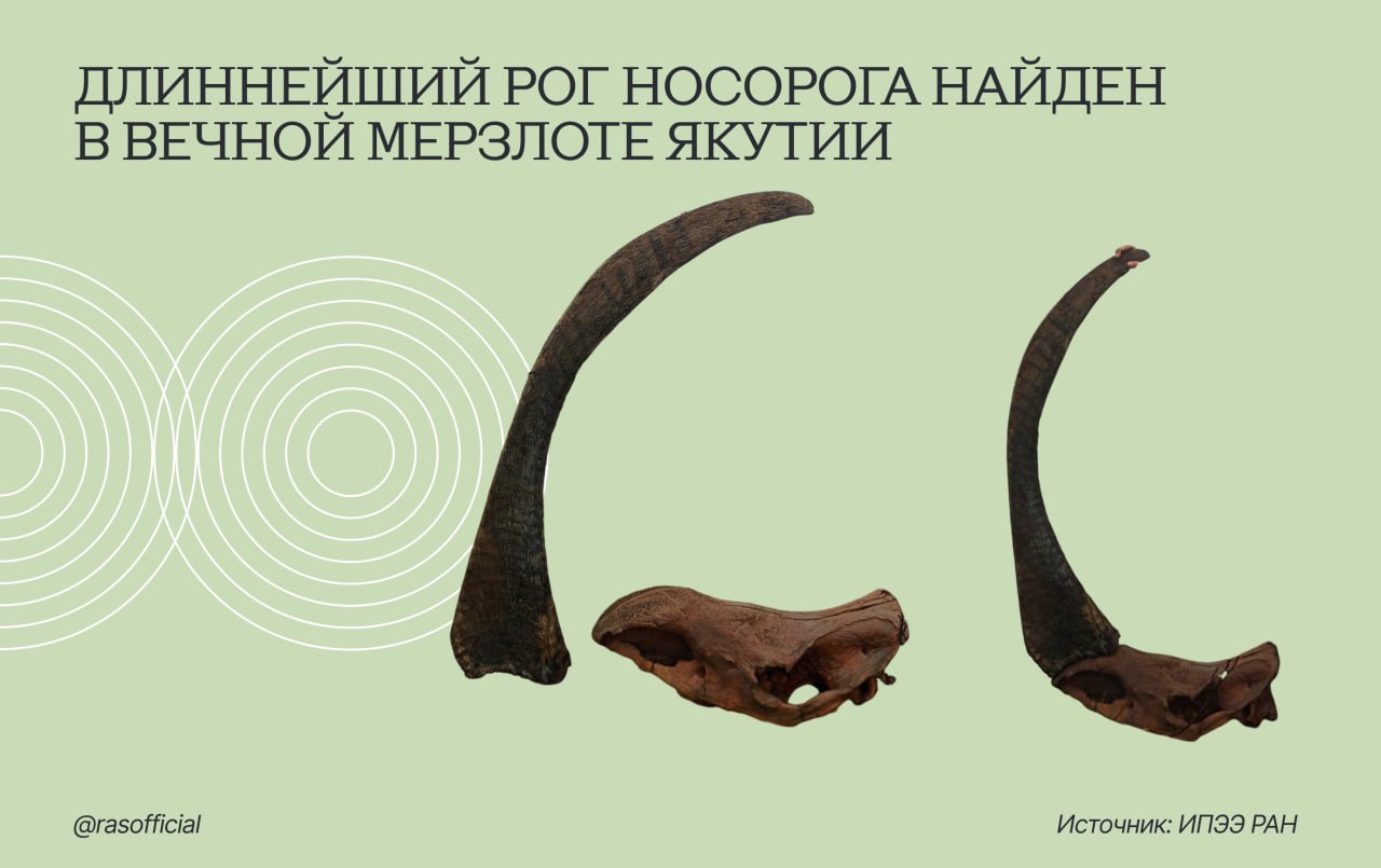 Длиннейший рог носорога найден в вечной мерзлоте Якутии Грани РАН Учёные из Института проблем экологии и эволюции им А Н Северцова РАН совместно с коллегами из Института геологии алмаза и благородных металлов СО РАН проанализировали размер рогов шерстистых носорогов Coelodonta antiquitatis найденных в вечной мерзлоте на территории Якутии Авторы проанализировали выборку из 47 передних рогов взрослых особей шерстистого носорога описали длиннейший из известных на сегодня рогов и зафиксировали рекорд по продолжительности жизни Coelodonta antiquitatis Исследование показало что длина носового рога у взрослых шерстистых носорогов в среднем превышала 1 метр это почти в два раза превышает среднюю длину передних рогов у белого носорога и от 2 5 до 5 раз длиннее рогов других современных видов носорогов Рог шерстистого носорога найденный в 2024 году на берегу реки Мустур Юрюйе оказался самым длинным рогом носорога из известных на сегодня Его длина вдоль передней кривизны составляет 164 7 см Это на 30 7 см превосходит длину второго по длине рога Coelodonta antiquitatis и на 6 6 см длиннее самого большого рога современного носорога Масса передних рогов шерстистого носорога также оказалась больше чем у современных видов в среднем она составляет чуть больше 6 кг Это немногим больше средней массы носового рога белого носорога чуть больше 5 кг и в от 3 5 до 11 раз тяжелее рогов современных видов носорогов Рог с реки Мустур Юрюйе оказался уникальным и с точки зрения индивидуального возраста животного Он принадлежал самой старой особи шерстистого носорога известной на сегодняшний день ей было около 40 лет Исследование находки опубликовано в статье The longest known rhino horn from the permafrost of Yakutia offers insights into woolly rhinoceros morphology palaeoecology and sexual dimorphism G G Boeskorov M Y Cheprasov G P Novgorodov M V Shchelchkova N E Prilepskaya R I Belyaev