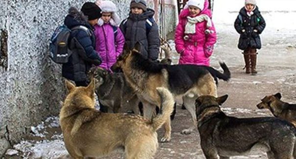 Более 10 тысяч человек в Подмосковье покусали за прошлый год бездомные собаки   В их числе порядка 2 тысяч детей. Об этом сообщили сегодня в Мособлдуме. По мнению депутатов, действующая программа ОСВВ  отлов, стерилизация, вакцинация, возврат  не даёт нужного эффекта.  Согласны?    Истра Буря Безумие