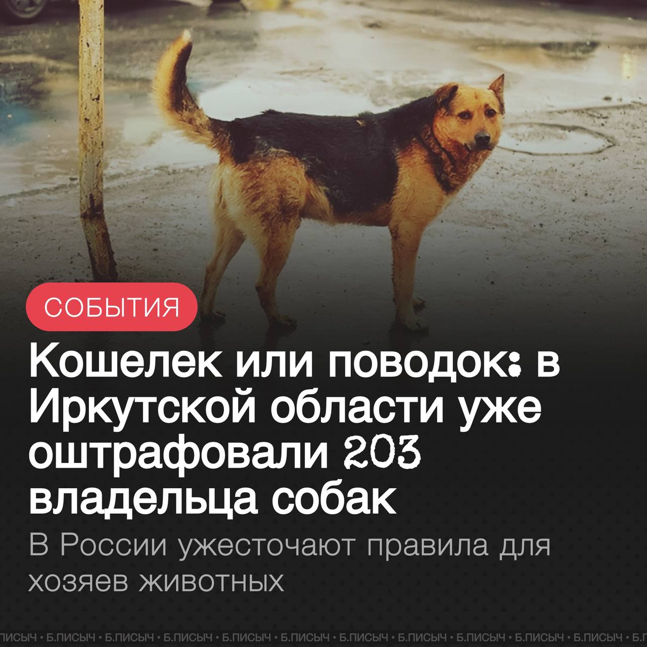 Владельцам домашних животных в России и в Прибайкалье в частности стоит быть внимательнее Пока в регионе выписывают штрафы за уже действующие нарушения на федеральном уровне готовят новые еще более строгие ограничения С начала года в Иркутской области к ответственности привлекли 203 владельца животных Общая сумма штрафов уже превысила 580 тыс рублей Причины самые разные от отсутствия таблички Осторожно собака на заборе до попыток спрятать бездомное животное от службы отлова или нарушений правил регистрации Причем с конца июля начал действовать новый региональный закон по которому успели оштрафовать 15 человек Это значит что контроль будет только усиливаться На этом фоне новости из Москвы выглядят логичным продолжением тренда Правительство РФ поддержало законопроект который вводит серьезные ограничения на выгул собак потенциально опасных пород Если закон примут выгуливать таких питомцев будет запрещено детям не достигшим 16 летнего возраста людям в состоянии алкогольного токсического или наркотического опьянения Логика законодателей понятна подросток или нетрезвый человек физически не сможет удержать крупную и сильную собаку если она решит проявить агрессию Этот запрет направлен на повышение безопасности на улицах Все это звенья одной цепи Государство последовательно усиливает контроль и повышает ответственность за тех кого мы приручили Эпоха когда на самовыгул или отсутствие намордника смотрели сквозь пальцы очевидно подходит к концу ИркутсаяОбласть самовыгул подписаться написать