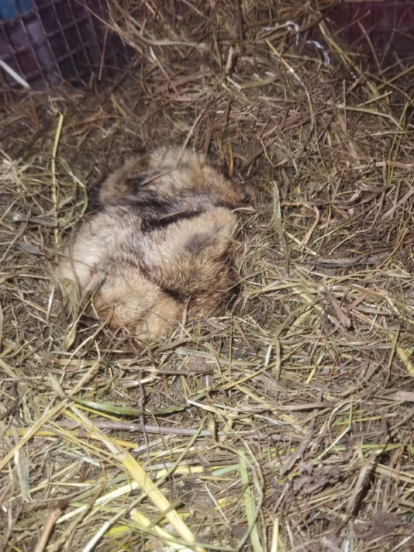 Впервые за 10 лет сурок предсказатель Филимон не проснулся 2 февраля Продолжает видеть сны в петербургском Приюте Белоснежки и этим предсказывает нам затяжные холода Солидарны с мнением сурка и метеорологи лёгкое потепление ожидаем не раньше середины февраля А пока от 8 до 13 всю неделю Фил если бы утро понедельника было зверьком Подписывайтесь на наш канал в МАХ agregiruem