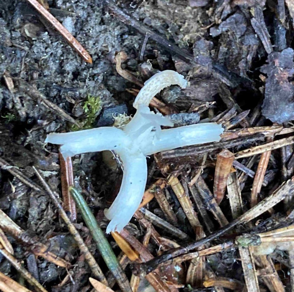 Новый вид грибов обнаружили на Таганае Научное его название рогатик вермишелевидный а народные белый коралл белое веретено и даже пальцы феи Гриб считается съедобным но он небольшой непривлекательный и безвкусный поэтому популярностью у любителей тихой охоты не пользуется пресс служба нацпарка Подписаться Прислать новость Подпишись на МАХ