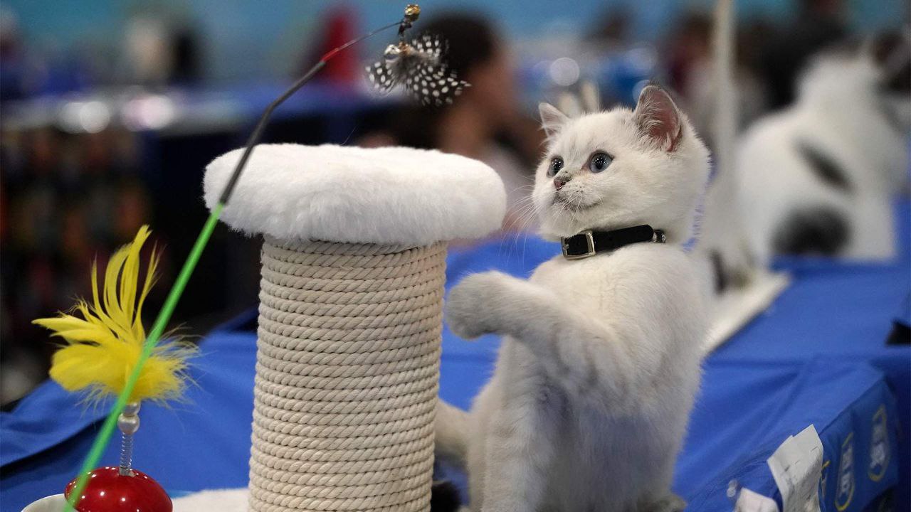 Госдума поддержала в первом чтении законопроект о регулировании разведения породистых животных который предусматривает обязательные документы о происхождении собак и кошек создание федерального реестра заводчиков и контроль за племенной деятельностью Закон может вступить в силу с 1 сентября 2026 года