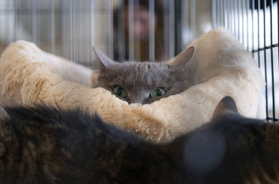 Выставка пристройство животных Ищу друга пройдет в культурном центре Зеленоград Более 20 кошек и несколько щенков из приютов ждут новых хозяев Все питомцы привиты и стерилизованы Специалисты проконсультируют по уходу и помогут выбрать подходящего четвероногого друга За 13 предыдущих выставок новые дома нашли 118 животных 16 ноября с 11 00 до 17 00