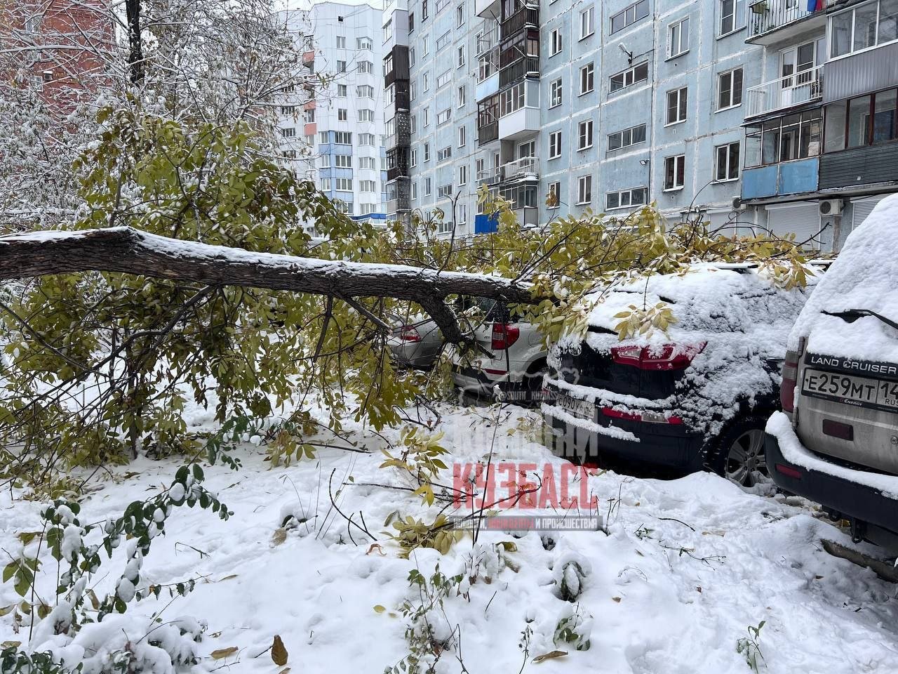 В Новокузнецке на Пионерском проспекте 53 дерева под тяжестью мокрого снега рухнули на припаркованные машины. Водители не пострадали.  Вести-Кузбасс