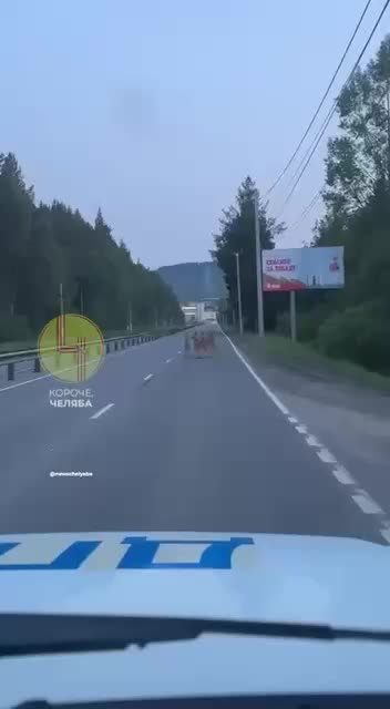 Полицейские в Златоусте обеспечили безопасность косуль на трассе