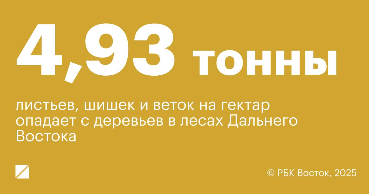 Почти 5 тонн листьев шишек и веток на гектар опадает с деревьев дальневосточных лесах Такими данными поделились в Минобрнауки РФ сообщает ТАСС Ученые ДВО РАН подсчитали что зимой и весной на один гектар леса опадает всего около 0 26 тонны органики когда осенью этот показатель взлетает до 4 93 тонны что сравнимо с массой примерно пяти легковых авто цифра дня Подписывайтесь на РБК Восток