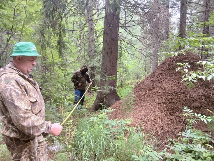 Гигантский муравейник в природном парке Самаровский чугас в Ханты-Мансийске занесен в международную Книгу Рекордов INTERRECORD: Official Excellence и Реестр рекордов России. Его случайно обнаружили жители. Высота кучи составляет 1,96 метра, а длина превышает 4 метра. Для его сохранности сотрудники парка установили ограждение и усилили меры охраны.