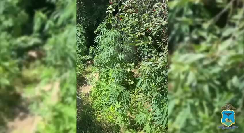 В ЕАО и Ингушетии выявлены случаи незаконного выращивания конопли