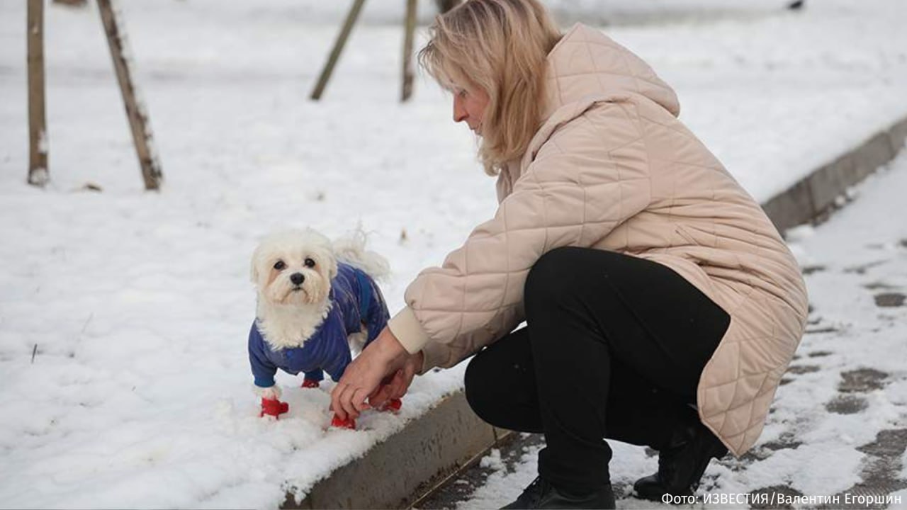 Авиакомпания Победа разрешила перевозить домашних животных в салоне самолета Главное условие для того чтобы воспользоваться услугой Питомец на кресле животное должно сидеть у окна и в специальной переноске определенных размеров Уточняется что вес питомца вместе с переноской не должен превышать 15 кг Сопровождающий обязан лететь на кресле по центру Также авиакомпания установила новый формат ручной клади в размере XL чтобы была возможность не брать с собой чемодан РЕН ТВ в Telegram в MAX
