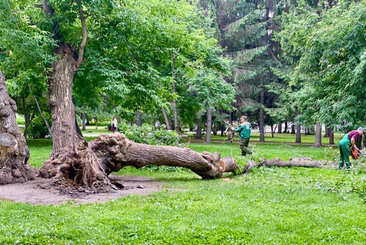 Клен «Горыныч» рухнул в Первомайском сквере Новосибирска Дереву больше 90 лет, клен почти ровесник самого Первомайского сквера. Под его ветками проводили «пушкинские» чтения. На месте побывал мэр Максим Кудрявцев. Он констатировал, что ствол был поражен гнилью изнутри, что и привело к падению. К счастью, никто не пострадал. «Поручил специалистам «Горзеленхоза» ещё раз внимательно обследовать все крупные деревья в сквере», – сообщил градоначальник. Эх, Горыныч... Как мы без тебя И главное, как кот ученый ——————————