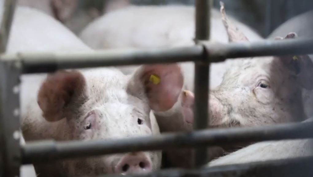 В 13 населенных пунктах соседнего государства сохраняется неблагополучная эпизоотическая ситуация по африканской чуме свиней Очаги АЧС зафиксированы в с Злоць с Градиште Чимишлийского района с Гыртоп с Казанджик Леовского района с Новые Куконешты Единецкого района г Хынчешты с Дубовка с Богичены Хынчештского района с Гратиешты г Кишинёв с Сипотены Каларашского района с Бучушка Резинского района с Загаранча Унгенского района с Копчак Штефан Водского района