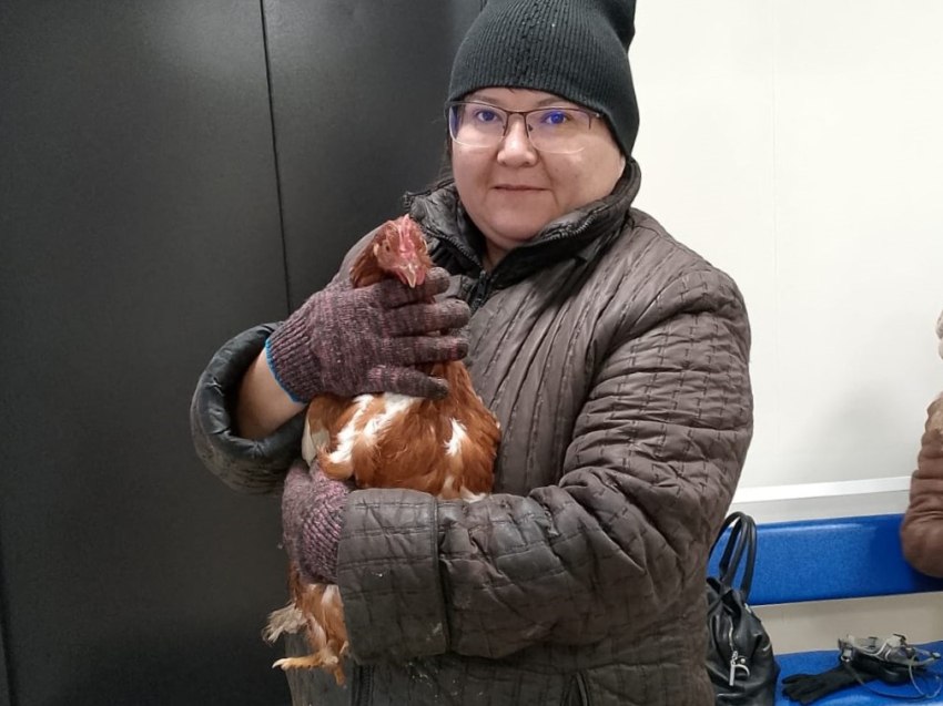 В Забайкалье курице вернули яйценоскость В Чернышевском районе провели уникальную операцию курице которая не могла снести яйцо сделали пластическую операцию Хозяйка птицы пожаловалась на то что молодка уже два дня безрезультатно тужится Опытный врач выяснил причину недуга в два месяца от роду курочка перенесла травму когда сородичи заклевали её Открытую рану удалось заживить но неравномерно Появились осложнения путь яйца из яйцевода оказался перекрыт Ветеринарный врач Мария Ганя спасла птичку На сегодняшний день курочка чувствует себя хорошо и радует свою хозяйку яйцом Фото с сайта 75 ru Интересное zabstep Предложить публикацию stepi75 bot