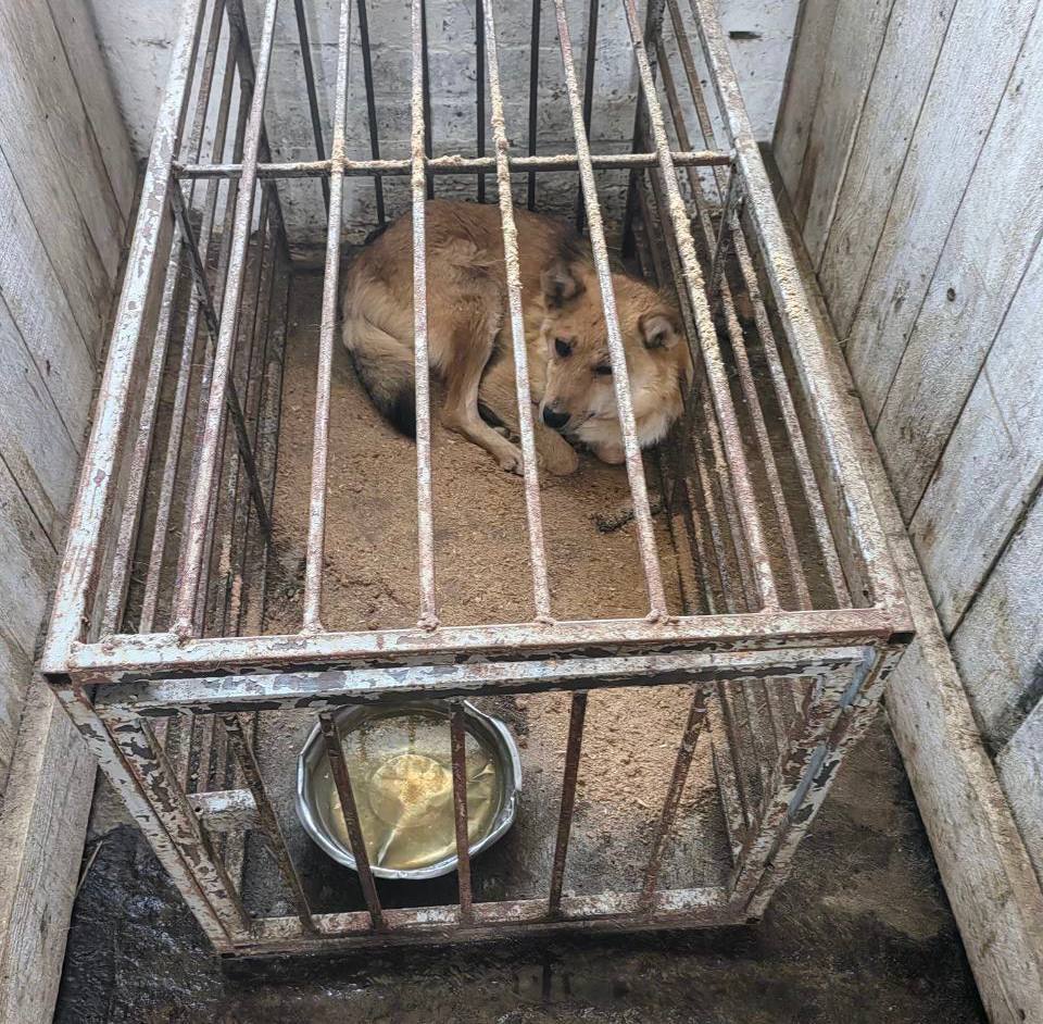 Массу нарушений в деятельности приюта для животных в Камышлове выявила прокуратура   В приюте на данный момент содержатся 140 собак, отловленных индивидуальным предпринимателем на основании заключенных муниципальных контрактов.   «Уход и содержание животных осуществляется ненадлежащим образом - отсутствуют помещения для изоляции животных, хранения медпрепаратов и дезинфицирующих средств, кормокухня, нет теплоснабжения с момента открытия приюта.  Отсутствуют необходимые документы, нет системы пожарной сигнализации и оповещения, огнетушителей, эвакуационного освещения», - сообщают в ведомстве.   Хозяин приюта оштрафован, устранение нарушений находится на контроле прокуратуры.    Прокуратура Свердловской области