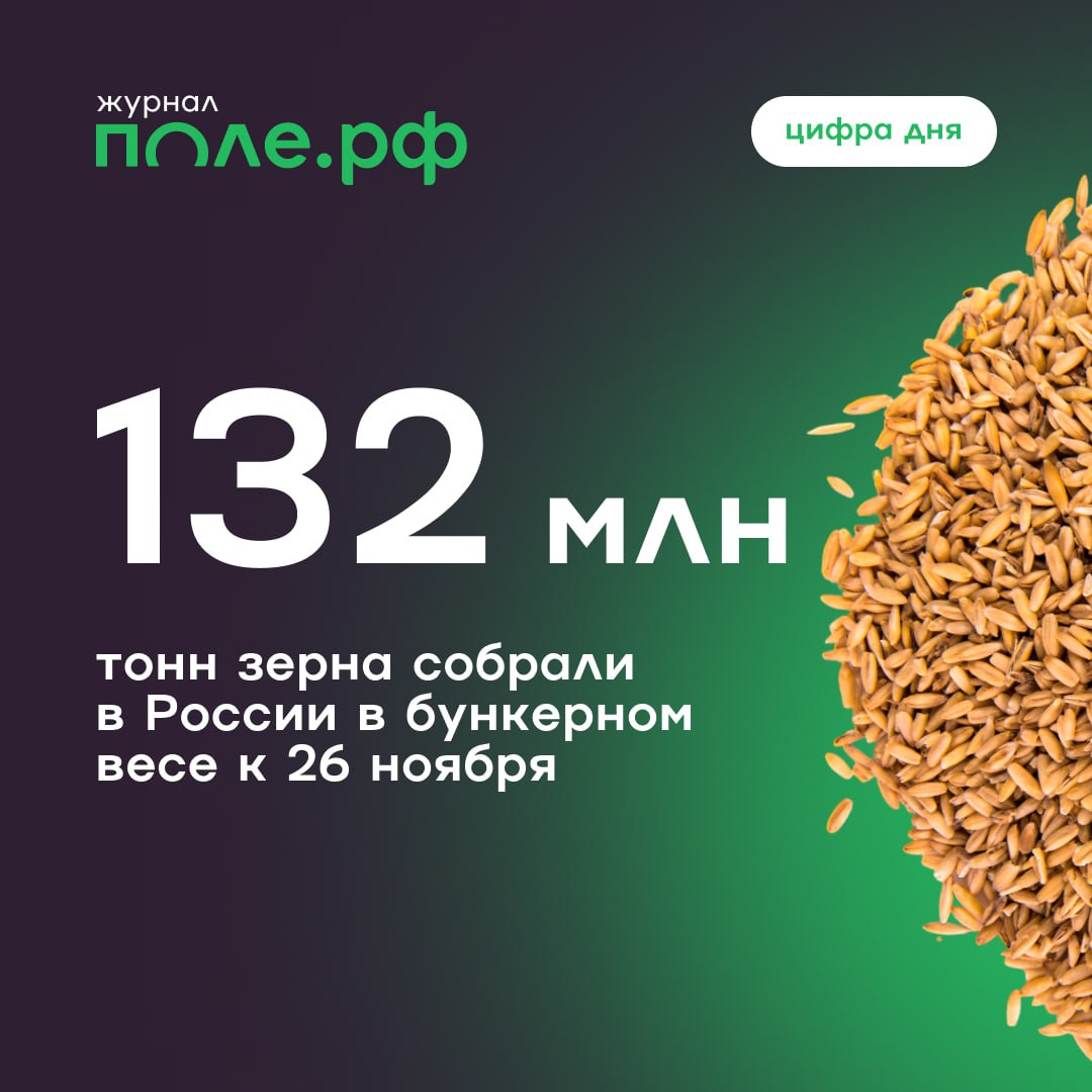 Российские аграрии обмолотили 97,7% посевных площадей.  Согласно официальному прогнозу Минсельхоза, сбор зерна в чистом весе по итогам 2024 года составит 130 млн тонн.     Быстро и выгодно продать урожай пшеницы, ячменя, кукурузы и других культур можно на платформе поле.рф. Каждый день – новые предложения по закупке в различных регионах России.