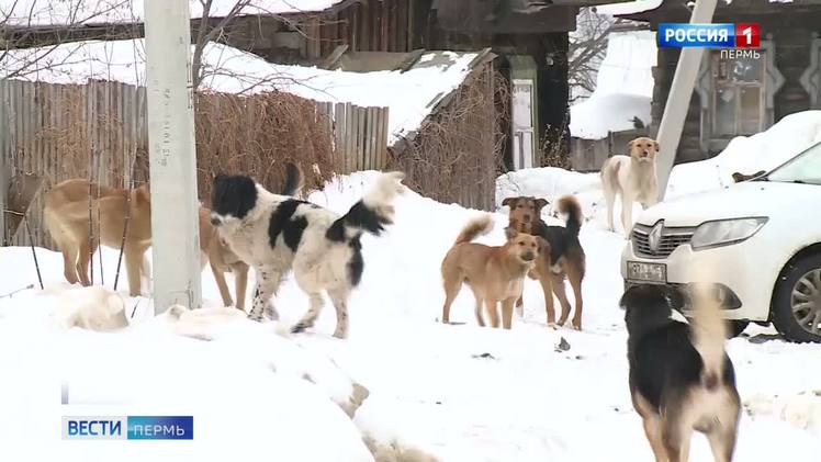 В Красновишерске скончалась пенсионерка, на которую напали собаки    В Красновишерске умерла пожилая женщина, на которую напала стая собак. Об этом сообщила глава Красновишерского округа Анна Мельчарик. Напомним, 24 февраля на улице Толстого стая собак, состоящая из не менее девяти особей, напала на женщину 1949 года рождения. В результате пострадавшая получила множественные укушенные раны различной степени тяжести и была госпитализирована. Сегодня ночью женщина скончалась. После нападания собак по подозрению в халатности следователями была задержана директор муниципального казенного учреждения. По версии следствия, должностными лицами данного МКУ осуществляется ненадлежащая деятельность по обращению с животными без владельцев. В ближайшее время уголовное дело будет переквалифицировано на более тяжкое обвинение в связи со смертью пострадавшей.