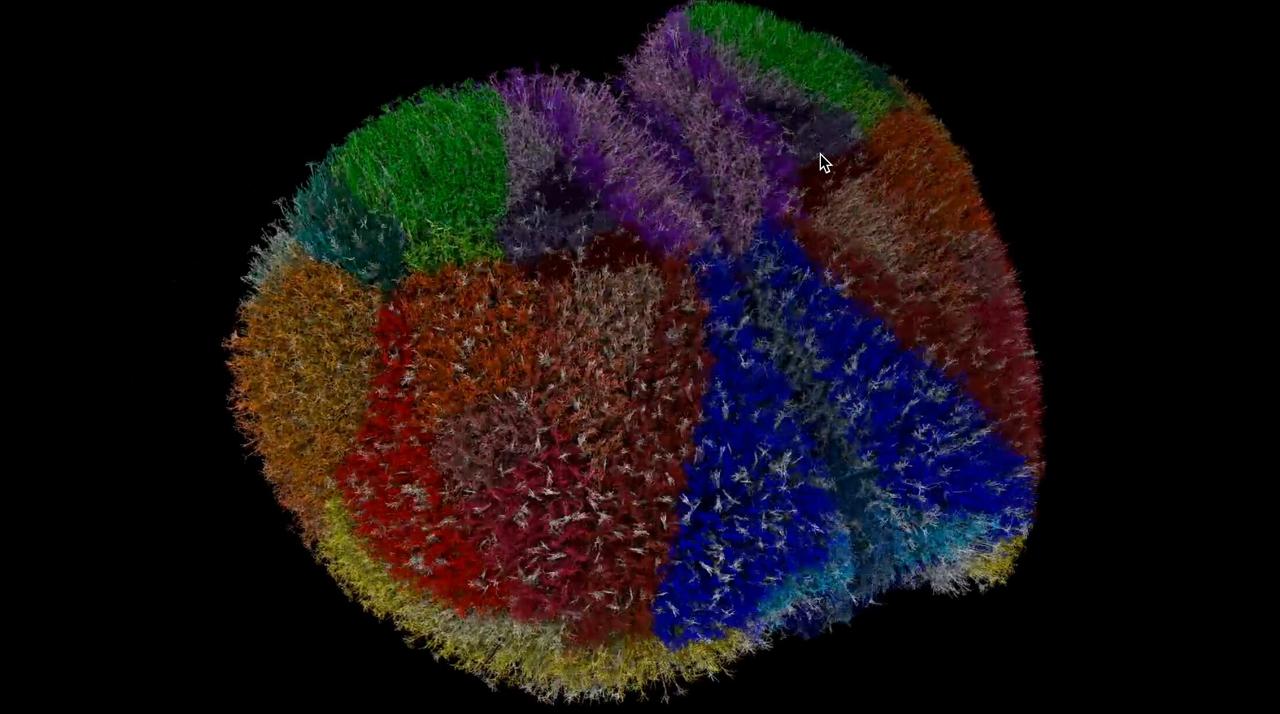 Ученые смоделировали полную модель коры головного мозга мыши Используя мощности суперкомпьютера Fugaku топ 7 в мире ученые из Института Аллена создали полнофункциональную модель коры головного мозга мыши 10 миллионов нейронов 26 млрд синапсов и 86 взаимосвязанных областей мозга с детальной проработкой вплоть до ионных потоков и флуктуаций мембранного потенциала Такая модель позволит ученым исследовать мозг по новому лучше понять когнитивные процессы и сознание а также подробнее изучить заболевания такие как болезнь Альцгеймера и эпилепсия И хотя это огромное достижение до моделирования человеческого мозга еще очень далеко в его коре на три порядка больше нейронов что недоступно никаким суперкомпьютерам Мой Компьютер