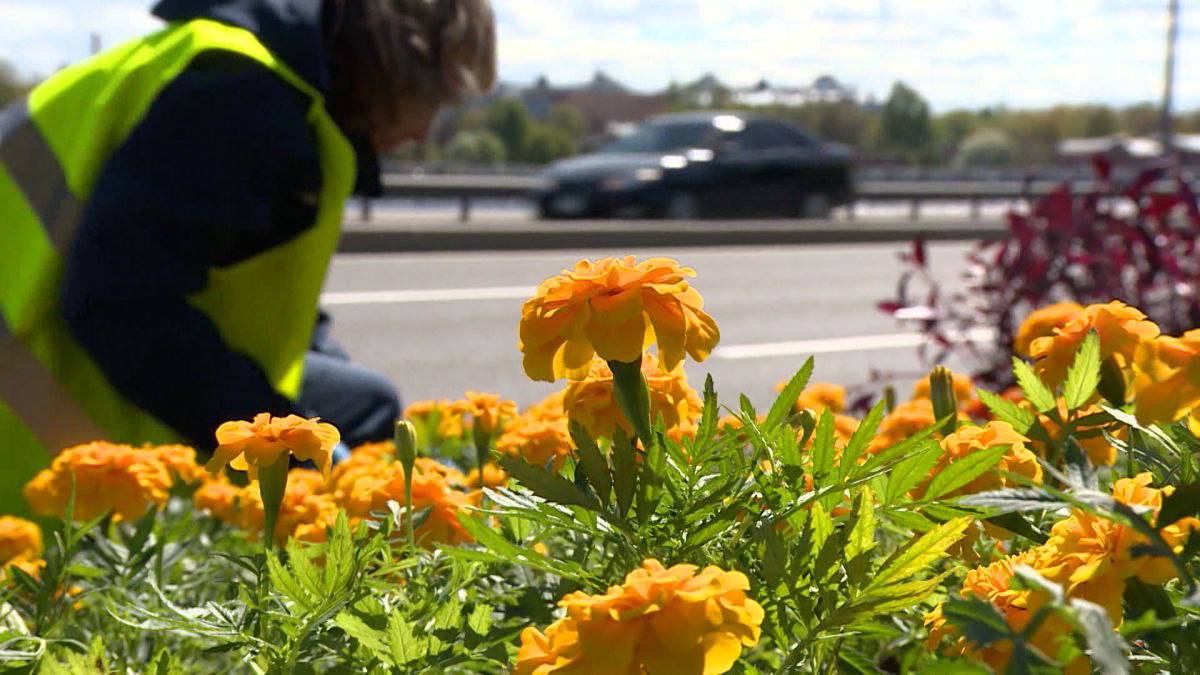 В Петербурге высадили более полумиллиона цветов и 3,5 тыс. кустарников ко Дню города Более полумиллиона цветов и 3,5 тысячи кустарников высадили за прошедшую неделю ко дню рождения Петербурга. Как рассказали в Комитете по благоустройству, весеннее озеленение вышло на финишную прямую. Завершается оформление клумб и композиций, а также высадка деревьев. Сейчас особое внимание молодым саженцам, которые требуют постоянного ухода. Растения регулярно поливают, подкармливают и проводят их переподвязку. Заботятся о парадном облике Северной столицы и дорожные службы — с тротуаров, урн и лотков смывают грязь, приводят в порядок городские магистрали.
