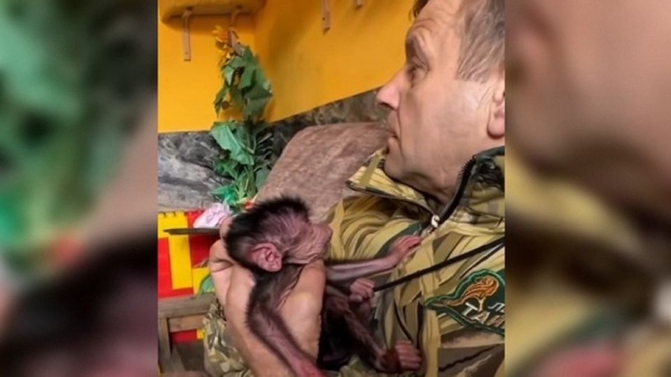 В Тайгане взялись выкармливать новорожденную обезьянку от которой отказалась мать В белогорском парке Тайган взялись выкармливать новорожденную обезьянку от которой отказалась мать Малышка родилась у пары гамадрилов Ромео и Джульетты Ей дали имя Николь в честь Дня Святого Николая когда она появилась на свет Молодая мама в первый раз родила и не хочет кормить свою девочку рассказал в своем Telegram канале владелец белогорского парка Олег Зубков Выкармливать гамадриленка будет пресс секретарь парка Татьяна Алексагина с супругом у которых уже есть большой опыт по этой части Подробнее