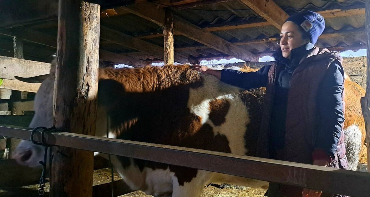 Жители Воронежской области заключили 3539 соцконтрактов за 2025 год Соцконтракты заключали ради поиска работы осуществления индивидуальной предпринимательской деятельности преодоления трудной жизненной ситуации и ведения личного подсобного хозяйства Одним из успешных примеров реализации программы господдержки является подсобное хозяйство Эльмиры Гараевой из Павловского района Женщина одна воспитывает троих детей На деньги соцконтракта женщина купила корову чтобы увеличить свой доход от продажи молочной продукции Благодаря отелу коровы в хозяйстве уже насчитывается четыре головы Мы всегда на связи в Мах