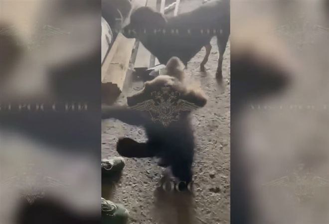 Полицейские нашли медвежонка в частном доме под Самарой В Самарской области у местного жителя обнаружили медвежонка. Об этом сообщает официальный представитель МВД РФ Ирина Волк. В частном доме в Волжском районе сотрудники уголовного розыска заметили беспокойное поведение собаки, которая несколько раз подбегала к двери в подвал. По требованию правоохранителей хозяина дома открыл дверь, внутри оказался маленький медвежонок. Мужчина пояснил, что подобрал медвежонка на трассе, когда возвращался из Башкортостана. О произошедшем сообщили сотрудникам Природоохранной прокуратуры, которые забрали малыша. Медвежонка передадут в зоопарк. Фото: скриншот с видео МВД России