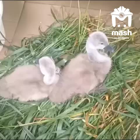 Спасенные птенцы лебедей из ЛНР найдут новый дом в Волгограде