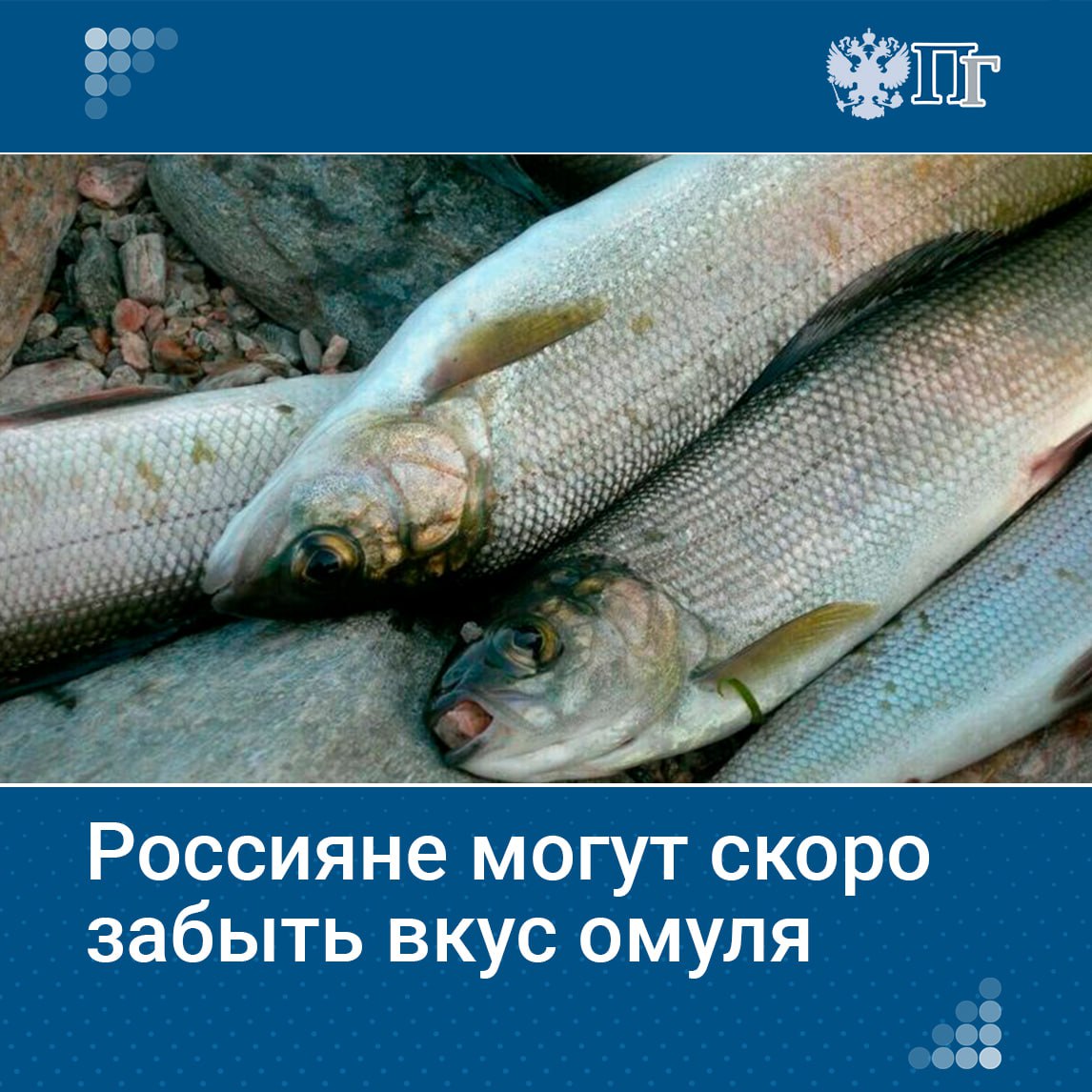 ⏺В 2017 году запрет на вылов омуля в Байкале ввели из-за угрозы его исчезновения. Объем вылова тогда составлял 7,2 тысячи тонн. Браконьеры и некачественные очистные сооружения мешают размножению рыбы. Нацпроект «Экология» направлен на решение этих проблем. Минприроды отчиталось о промежуточных результатах перед Комитетом Госдумы по экологии, природным ресурсам и охране окружающей среды. Как устраняют последствия накопленного вреда, узнала «Парламентская газета». Подписаться на «Парламентскую газету»
