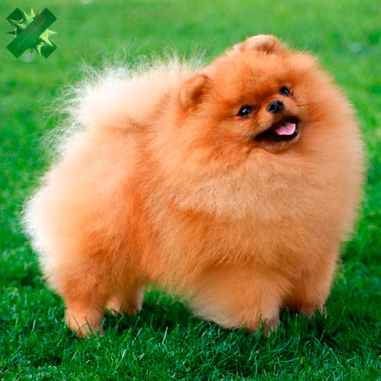 В США придумали лекарство от старения собак Компания Loyal почти добилась одобрения FDA препарат обещают выпустить в 2026 году Разработчики уверяют что пожилые питомцы станут здоровее бодрее и смогут жить заметно дольше   такие новости мы одобряем НМШ