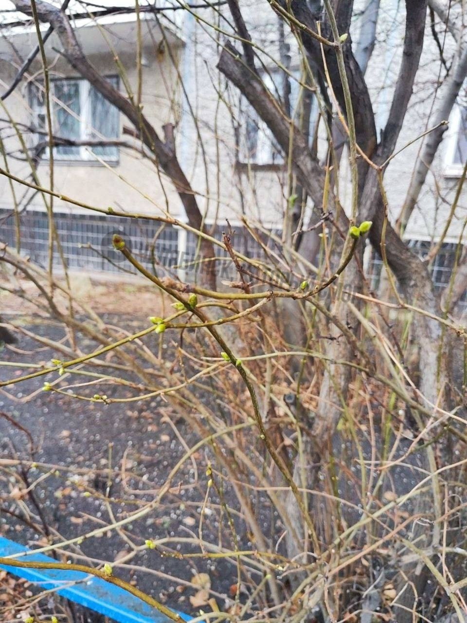 Как похорошел Челябинск в весенние осенние месяцы на деревьях уже зеленеют листочки Если вы уже достали санки и варежки можете убирать обратно Ближайший снег будет только в декабре а до этого момента только грязь гололед и плюсовая температура Новый год отменяется вместо него сразу цветущий апрель Подписаться   Мы в MAX