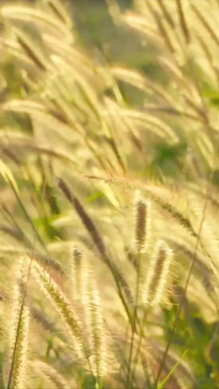 Россия усиливает контроль за качеством зерна и экспортирует рекордные объемы подсолнечного масла