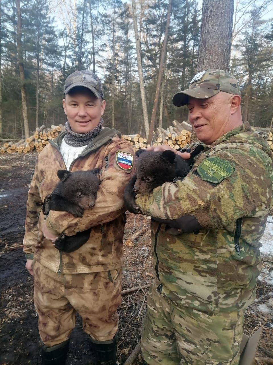 В Приморье обнаружены медвежата-сироты   Сотрудники госохотнадзора и КГБУ «Дирекция по охране объектов животного мира ООПТ» на лесосеке Пожарского района обнаружили двух медвежат гималайского медведя и доставили их в центр реабилитации диких животных «Центр «Тигр» в поселке Алексеевка.   Животные находятся в удовлетворительном состоянии, их вес составляет 3,365 и 3,515 кг.   В таком возрасте медвежата требуют круглосуточного ухода — они едят каждые 4 часа и много спят.  Весной особенно часто встречаются осиротевшие медвежата. Они лишаются матери по различным причинам, одной из которых является незаконная охота.   Специалисты реабилитационного центра заботятся о малышах, обеспечивая им необходимые условия содержания, чтобы в будущем вернуть их в естественную среду обитания.