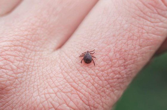 В Приморье снизилось число обращений из-за укусов клещей. С начала сезона зарегистрировано около 6 тысяч случаев, что меньше прошлогоднего показателя. Около половины снятых клещей прошли исследование в лабораториях. В каждом пятом обнаружены боррелии, в каждом четвертом — риккетсии, в некоторых — вирус энцефалита. С начала года в крае выявлены десятки случаев клещевых инфекций в разных районах. ‼ Для защиты рекомендуется носить закрытую одежду, использовать специальные средства и регулярно осматриваться.