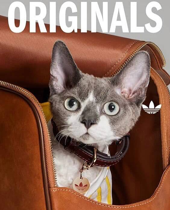 Осторожно, высокая доза «ми-ми-мишности». Adidas Originals выпустила в Китае капсулу для домашних питомцев. Дизайнеры посмотрели, какое количество пет-комбинезонов продается на маркетплейсах с лого бренда и решили отвоевать эту часть рынка. Ждем парные луки для хозяина и питомца 
