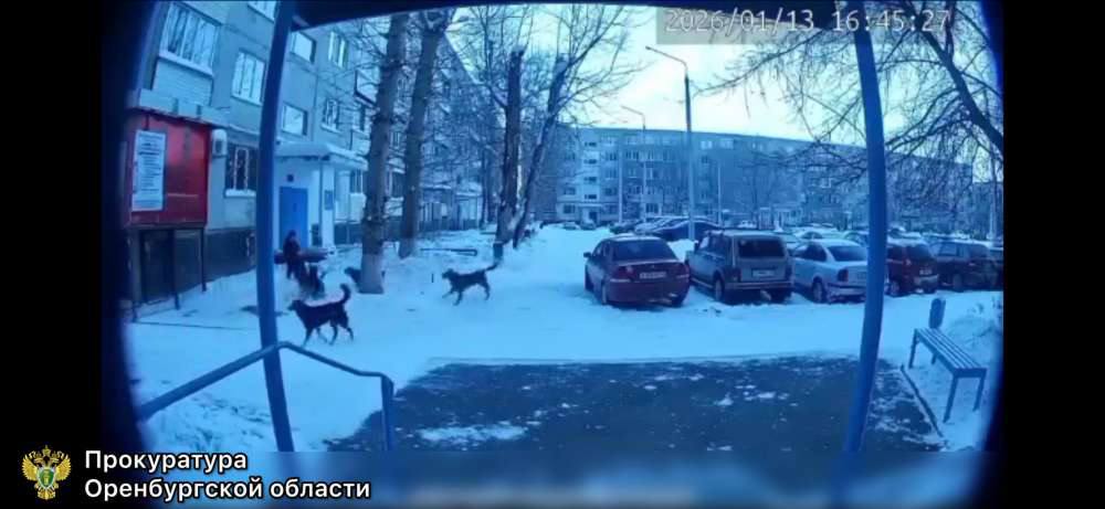 В Ясном собаки напали на детей Возбуждено уголовное дело о халатности чиновников Про Происшествия В Ясненском муниципальном округе по результатам прокурорской проверки возбуждено уголовное дело по факту халатности должностных лиц в сфере обращения с животными без владельцев Об этом сообщили в пресс службе областной прокуратуры Установлено что администрация округа не приняла должных мер по организации мероприятий направленных на решение проблемы безнадзорных животных В частности не были заключены соответствующие муниципальные контракты В результате этой халатности 13 января во дворе дома по улице Ленина 11 стая бродячих собак атаковала восьмилетнего мальчика Ребенок к счастью сумел спастись в подъезде избежав серьезных увечий Спустя неделю в том же месте жертвой агрессии животных стал девятилетний мальчик получивший укусы В ведомстве сообщили что по результатам прокурорской проверки материалы переданы в следственный отдел В итоге было возбуждено уголовное дело по статье 293 УК РФ Халатность Ход расследования контролируется районной прокуратурой Сайт Telegram VK Max 16 oren4oren