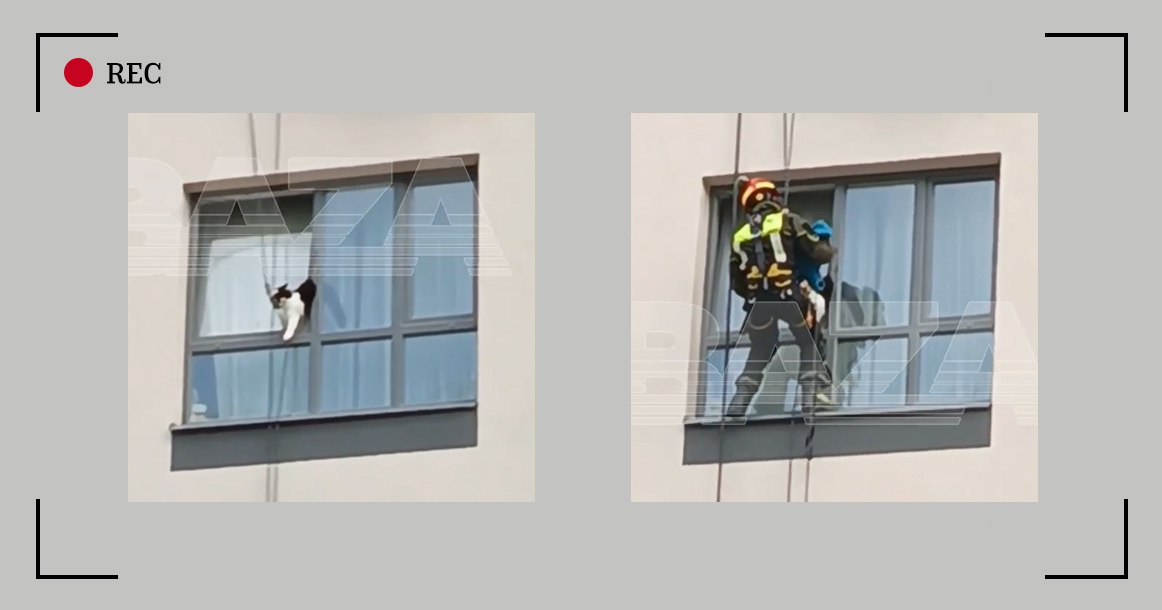 Альпинисты спасли застрявшую в форточке кошку в Новой Москве Операция по спасению бедного животного проходила в ЖК «Новые Ватутинки» в Новой Москве. Похоже, кошка неудачно вылезла из приоткрытого на 4-м этаже окна и застряла в нем. Соседи обратили внимание на громкие крики застрявшей в форточке кошки, которая отчаянно боролась за жизнь, и вызвали спасателей. На место происшествия приехали альпинисты — им удалось добраться до кошки, свесившись с 5-го этажа, и аккуратно вытащить ее из окна. Не дожидаясь хозяина квартиры, которого в тот момент не было дома, неравнодушные жильцы самостоятельно отвезли кошку в ветеринарную клинику, где у нее диагностировали вывихи лап. Позднее в больницу приехала хозяйка кошки и забрала своего питомца домой.