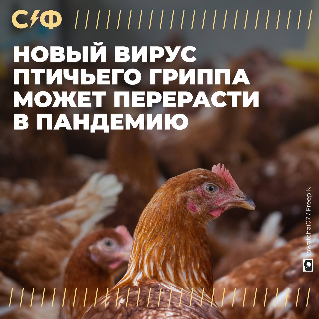 Роспотребнадзор: существует риск пандемии птичьего гриппа Подробности По словам главы Роспотребнадзора Анны Поповой, новый вирус птичьего гриппа H5N1 относится к вирусам, которые потенциально могут вызвать пандемию. Так что риски новой пандемии действительно есть. Стоит ли волноваться Пока выраженных оснований для тревоги нет, сообщила Попова. За прошедшие полтора года не было ни одного подтверждённого случая заражения человека H5N1. Глава Роспотребнадзора добавила, что любой мутирующий вирус со временем может стать способным передаваться от человека к человеку. У вируса птичьего гриппа пока не наблюдается таких признаков. Поэтому, заверяет Попова, рано пугать людей. Почему вирус привлёк внимание H5N1 в последнее время активно распространялся среди млекопитающих, в том числе питомцев — в Европе и США. Только за первые три месяца 2025 года кошки стали заболевать чаще, чем за предыдущие десять месяцев, сообщили в Европейском агентстве по безопасности пищевых продуктов. У питомцев вирус вызывает паралич, нарушение координации движений и другие тяжёлые симптомы. Нередко заболевших зверей приходится усыплять. Врачи опасаются, что вирус может мутировать в организме кошек, в результате чего появятся штаммы, которые способны передаваться человеку. Насколько это вероятно Вероятность мутаций высока, считает глава Центра имени Гамалеи Александр Гинцбург. Потенциальная эпидемия, по его словам, может иметь летальность до 50–70% и превосходить по опасности чёрную оспу. За чуть более 20 лет зарегистрировано всего 900 случаев заражения людей вирусом H5N1, отмечают вирусологи. Однако около половины из них закончились смертельным исходом. Будет ли вакцина Прототип вакцины против птичьего гриппа необходимо создавать уже сейчас, настаивает Гинцбург. Это нужно, чтобы в случае распространения вируса можно было сразу же начать массовую иммунизацию. Сейчас в России работа над такой вакциной не ведётся. — Хоть бы не было новой пандемии «Секрет фирмы»