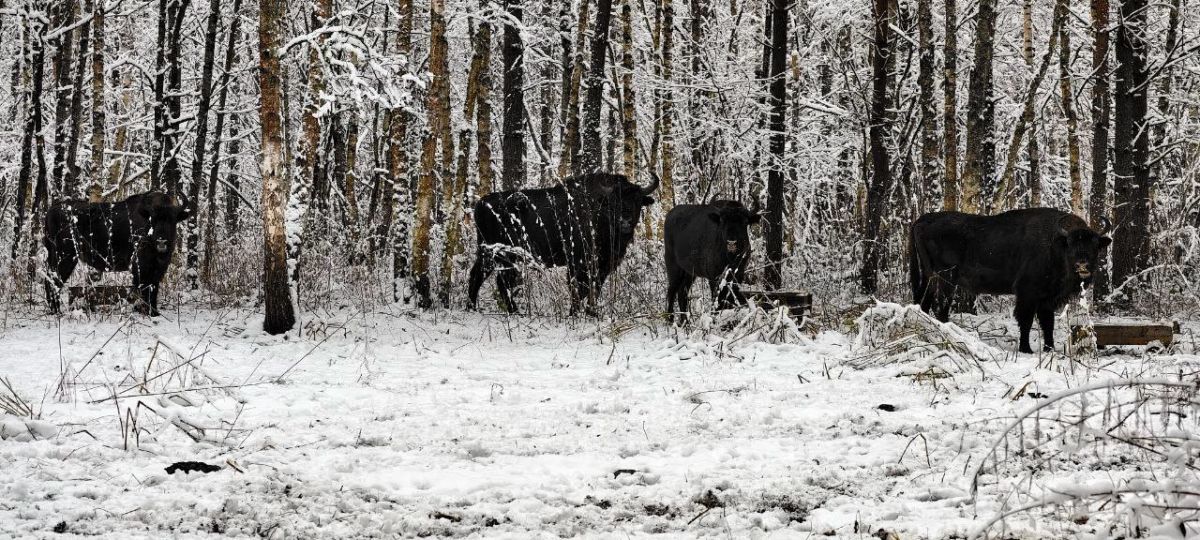 Красавцев-зубров запечатлели в заснеженном лесу     Уникальные фотографии удалось сделать в Орловской области – в нашем регионе запечатлели сразу несколько особей огромных зубров. Фото опубликованы в ВК-сообществе «Орловское полесье».  ↗  Прислать новость   Подписаться